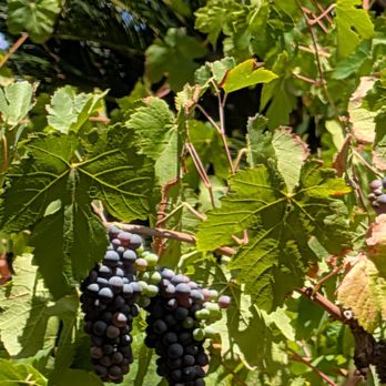 Peltzer Winery - Wineries Near Me - Temecula, California