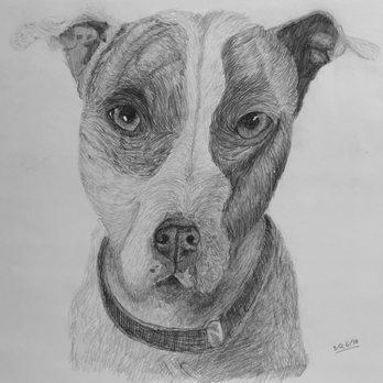 LZM Studio - Graphite drawing of a pet by a 12 year old student - Art Schools Near Me - Austin, Texas LZM Studio - Graphite drawing of a pet by a 12 year old student - Art Schools Near Me - Austin, Texas
