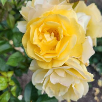 Merrick Rose Garden - Parks Near Me - Evanston, Illinois Merrick Rose Garden - Parks Near Me - Evanston, Illinois