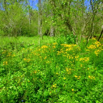 Green Ribbon Trail - Wildflowers abound in the springtime - Parks Near Me - Ambler, Pennsylvania Green Ribbon Trail - Wildflowers abound in the springtime - Parks Near Me - Ambler, Pennsylvania