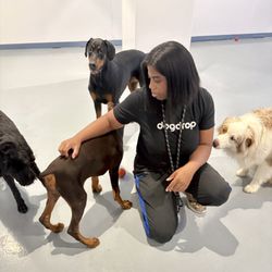 Dogdrop