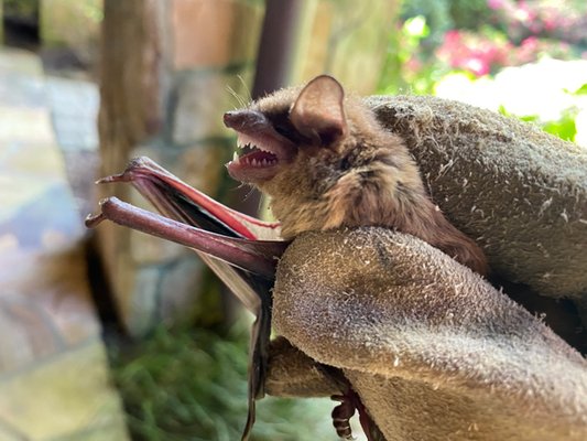 TRUTECH WILDLIFE SERVICE - 22 Photos - San Antonio, Texas - Pest