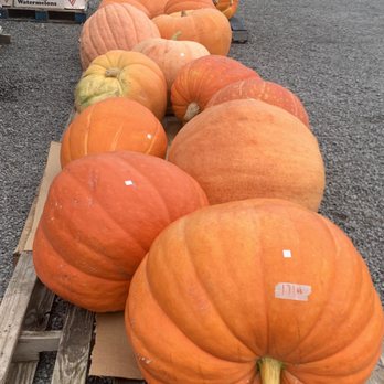 Layman Feed & Lawn - Pumpkins - Livestock Feed & Supply Near Me - Elida, Ohio