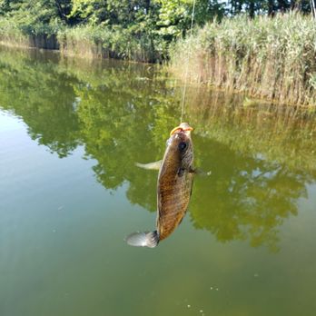 Thousand Trails Lake & Shore - Caught a Bluegill. Poor thing had no upper lip and a rusty old hook stuck in his throat. I freed him of it before throwing him back. - RV Parks Near Me - Ocean View, New Jersey