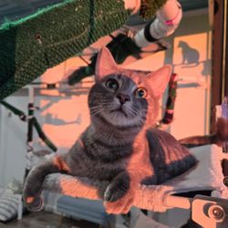 Meowter Banks Cat Cafe - Hunt, resident cat
