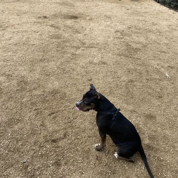 Austin Canine Central - Pet Training Near Me - Austin, Texas Austin Canine Central - Pet Training Near Me - Austin, Texas