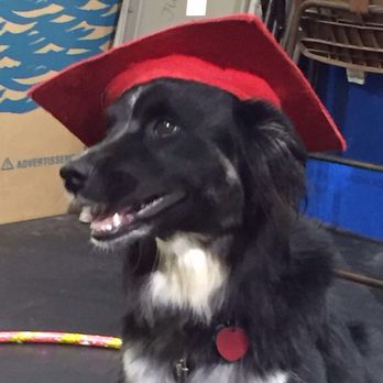 Dogs Days Dog Training - Bronx in graduation cap (he didn't like that on his head much) - Pet Training Near Me - Vancouver, Washington Dogs Days Dog Training - Bronx in graduation cap (he didn't like that on his head much) - Pet Training Near Me - Vancouver, Washington