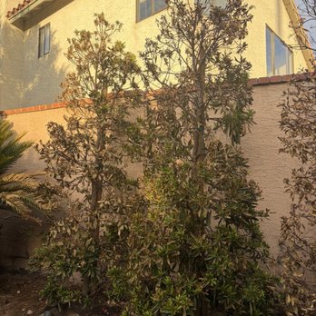 Integrity Landscapes - Landscaping Near Me - Las Vegas, Nevada
