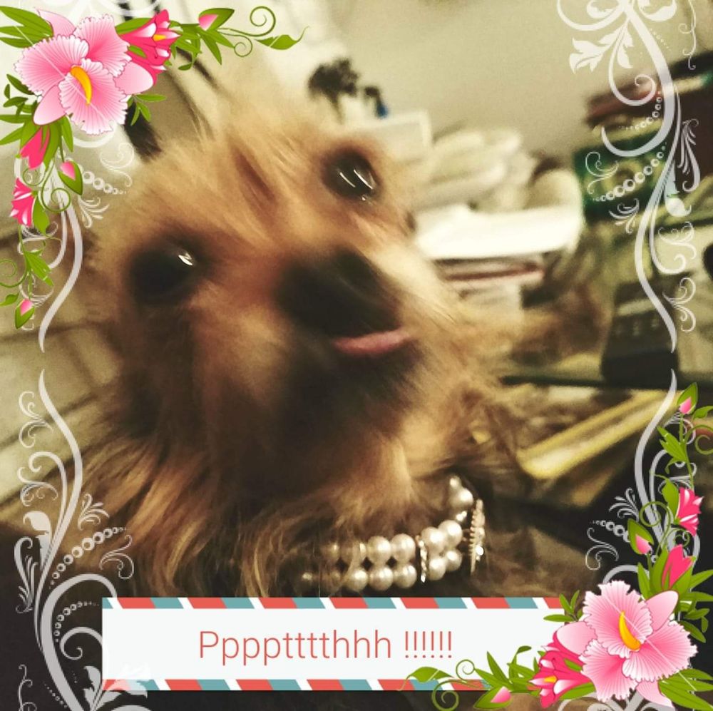 ANIMAL RESCUE LEAGUE OF NEW HAMPSHIRE Animal Shelters