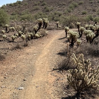 Apache Wash Trailhead - More cactus - Hiking Near Me - Phoenix, Arizona Apache Wash Trailhead - More cactus - Hiking Near Me - Phoenix, Arizona