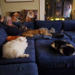 Upholstery on Broadway - Sectional with four cats