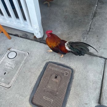 Harpoon Harry's - Love the chickens walking around this town - Breakfast & Brunch Near Me - Key West, Florida