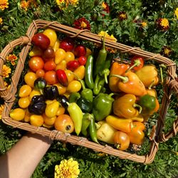 Enjoy you own harvest like this when you shop herbs & veggies with Barryhill!