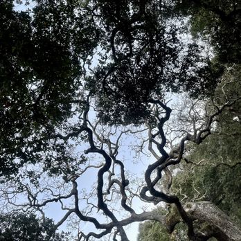 Alum Rock Park - Parks Near Me - San Jose, California