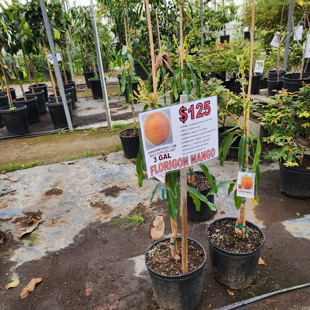 Mimosa Nursery - Nurseries & Gardening Near Me - Anaheim, California Mimosa Nursery - Nurseries & Gardening Near Me - Anaheim, California