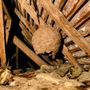 Photo of Mike & Sons Pest Service
