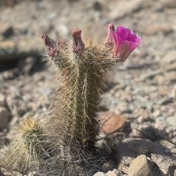 Lake Pleasant Regional Park - Spring in the desert
