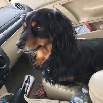 Nikki's Pet Spa - Before - Pet Groomers Near Me - Norco, California