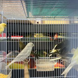 Animal House Pet Shop - Canary