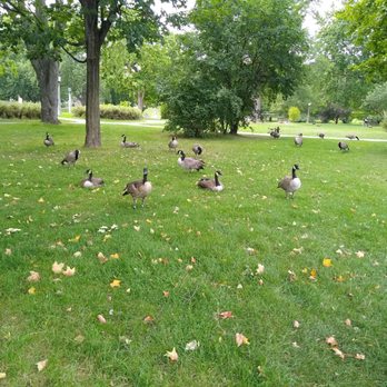 Strathcona Park - So many geese! - Parks Near Me - Ottawa, Ontario