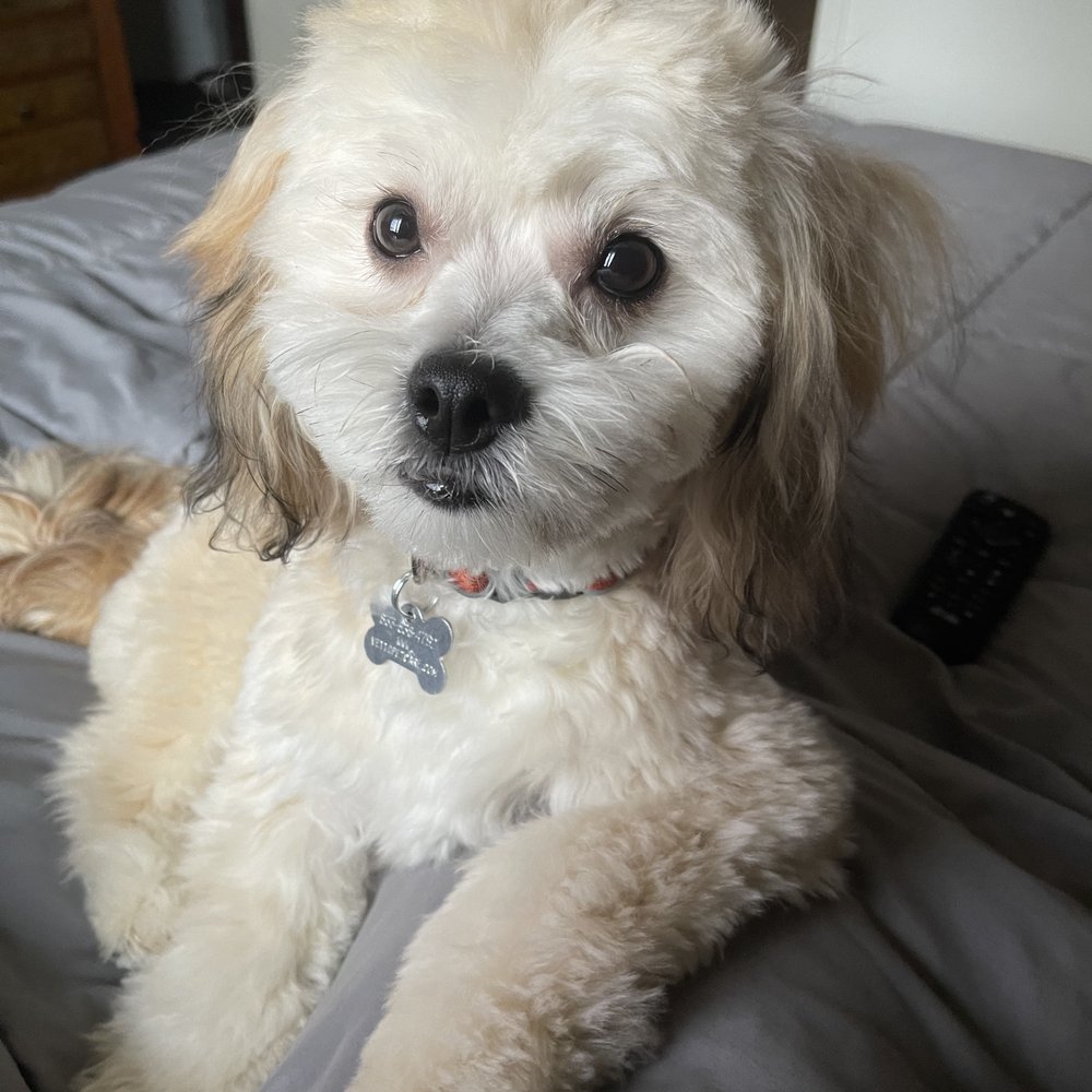 Pretty Paws Grooming Salon - Butchered his face like poodle - Pet Groomers Near Me - Meridian, Idaho