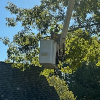 Frierson Lawn & Tree Service - Doing tree removal - Tree Services Near Me - Irondale, Alabama
