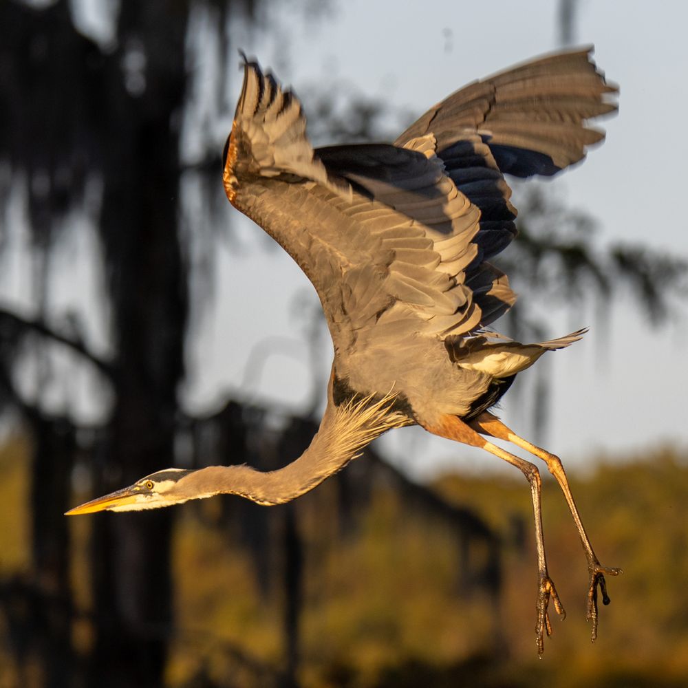 Caddo Lake Bayou Tours - Boat Tours Near Me - Uncertain, Texas