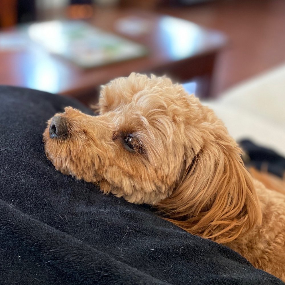 Barkley. Client since birth.