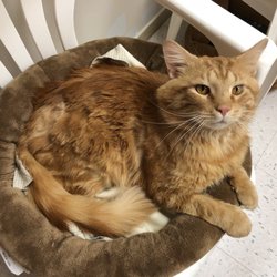 Second Chance Pet Adoptions