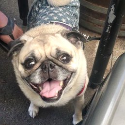 Emma the Pug was super happy that the patio is dog friendly! Emma the Pug was super happy that the patio is dog friendly!