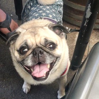 Loose Caboose Cafe - Emma the Pug was super happy that the patio is dog friendly! - Sandwiches Near Me - Willits, California