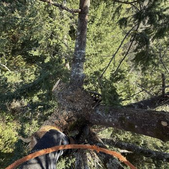 Tilikum Tree Service & Contract Cutting - Tree Services Near Me Tilikum Tree Service & Contract Cutting - Tree Services Near Me