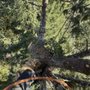 Tilikum Tree Service & Contract Cutting