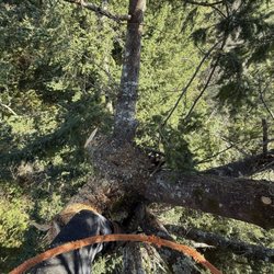Tilikum Tree Service & Contract Cutting