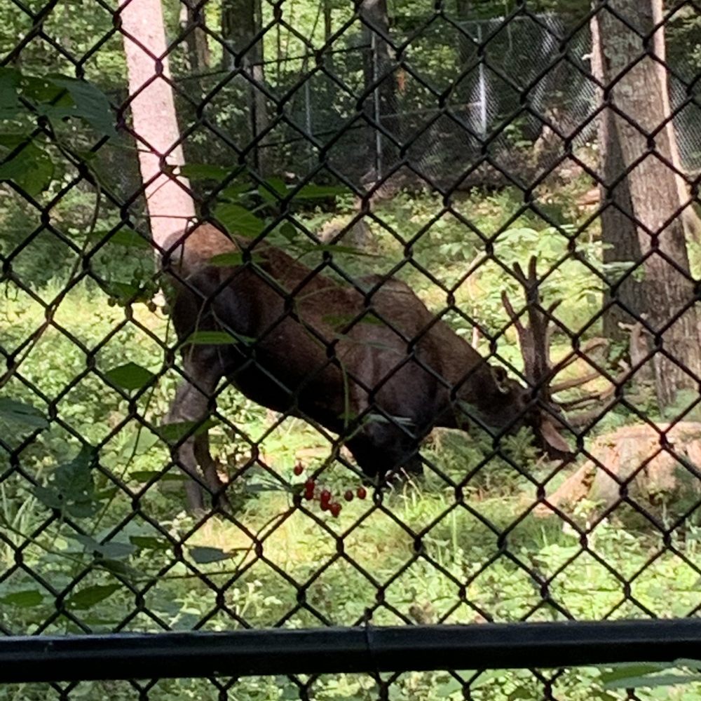 Maine Wildlife Park - Another Moose moment - Zoos Near Me - Gray, Maine Maine Wildlife Park - Another Moose moment - Zoos Near Me - Gray, Maine