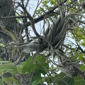 Big Cypress Oasis Visitor Center - Gorgeous tillandsia. It's a reserve so don't pick 'em! They're happier here! - Visitor Centers Near Me - Ochopee, Florida Big Cypress Oasis Visitor Center - Gorgeous tillandsia. It's a reserve so don't pick 'em! They're happier here! - Visitor Centers Near Me - Ochopee, Florida