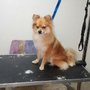 Photo of Just in Time Pet Grooming