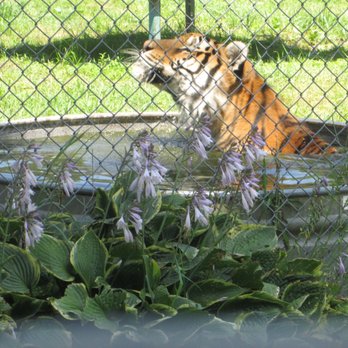 Noah's Lost Ark Animal Park - Zoos Near Me - North Benton, Ohio Noah's Lost Ark Animal Park - Zoos Near Me - North Benton, Ohio