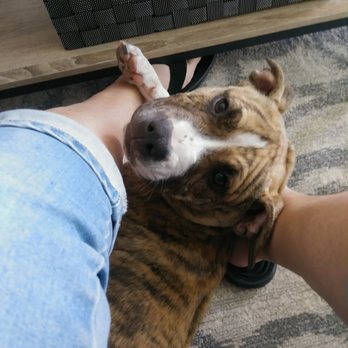 The Pet Sitter Lady 2 - Pet Sitting Near Me The Pet Sitter Lady 2 - Pet Sitting Near Me