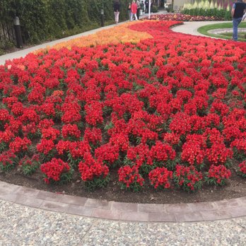 Syngenta Flowers - Now that is the way to plant snap dragons! - Nurseries & Gardening Near Me - Gilroy, California