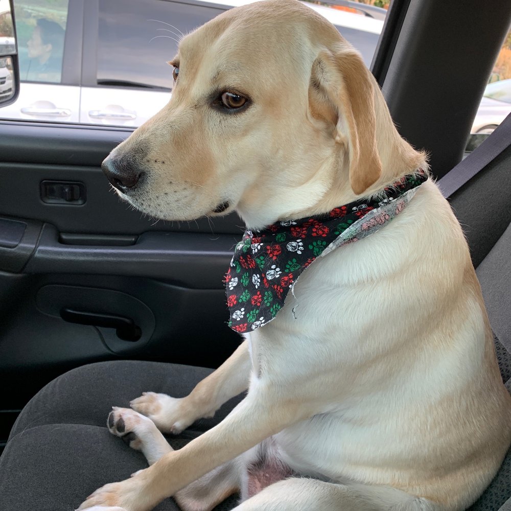 The Pet Parlor Mobile - Cooper - Pet Groomers Near Me The Pet Parlor Mobile - Cooper - Pet Groomers Near Me