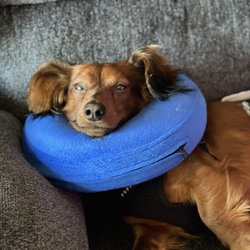 Humane Society of the Piedmont