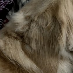 Uptown Hound Grooming Shop - Right ear. I could have done a better job trimming it myself at home.