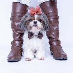 petbox customer service