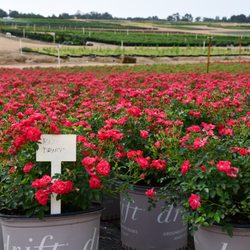 Windmill Nursery - Red Drift Rose.