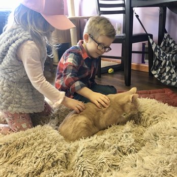 Kzoo Cat Cafe - Themed Cafes Near Me - Kalamazoo, Michigan Kzoo Cat Cafe - Themed Cafes Near Me - Kalamazoo, Michigan