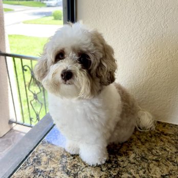 Pet Supplies Plus - Pet Groomers Near Me - Houston, Texas Pet Supplies Plus - Pet Groomers Near Me - Houston, Texas