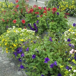 Del Norte Farmers' Market