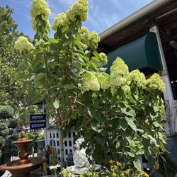Oakland Nursery - Columbus - Limelight hydrangeas