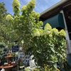 Oakland Nursery - Columbus gift card